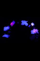 Guirlande de fleurs et têtes de mort halloween LED