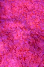 Confetti fluo rose M1 1kg