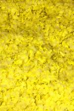 Confetti fluo jaune M1 1kg