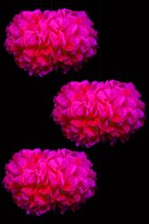 Déco fluo corail pompon Ø 30 cm - 3 pièces