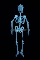 Squelette articulé phospho 32 cm