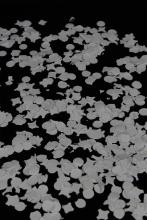 Confettis  blancs fluo 100g 