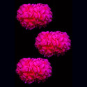 Déco fluo corail pompon Ø 30 cm - 3 pièces